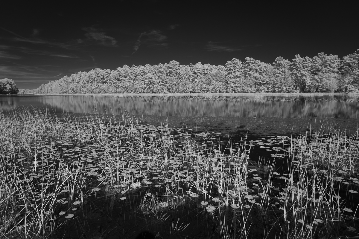Pinelands   D Amundsen 1